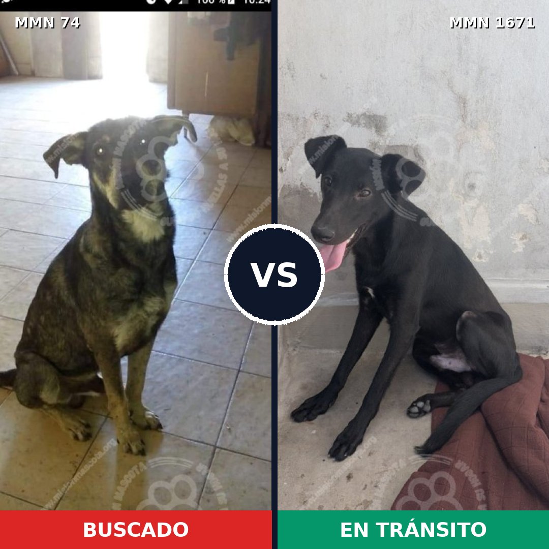 Comparativa MMS 35842: mascota perdida y mascota encontrada, 58% de similitud