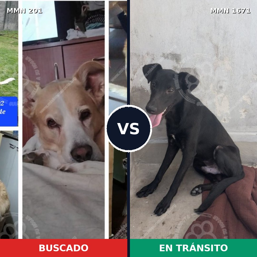 Comparativa MMS 35846: mascota perdida y mascota encontrada, 65% de similitud