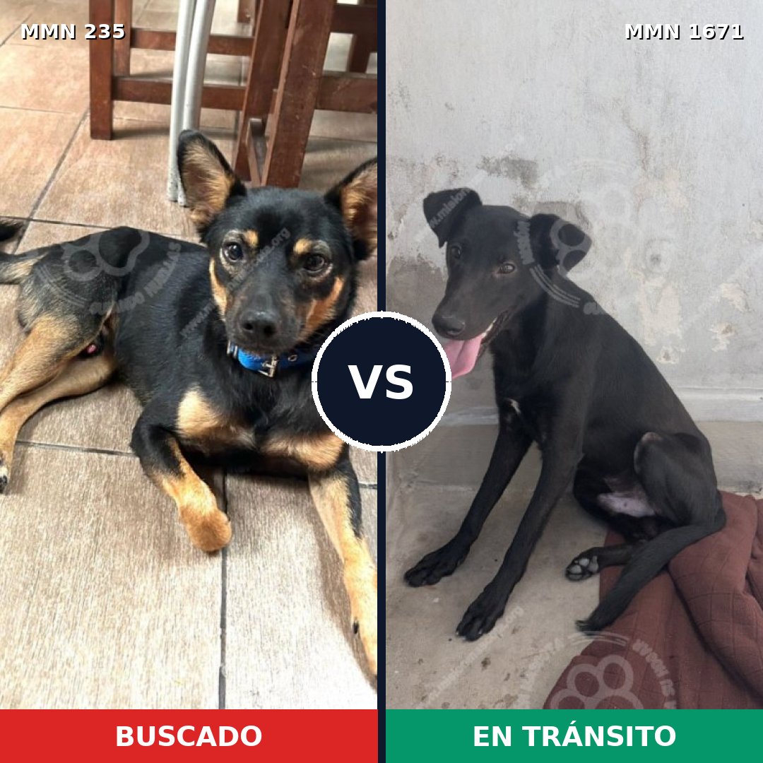 Comparativa MMS 35847: mascota perdida y mascota encontrada, 60% de similitud
