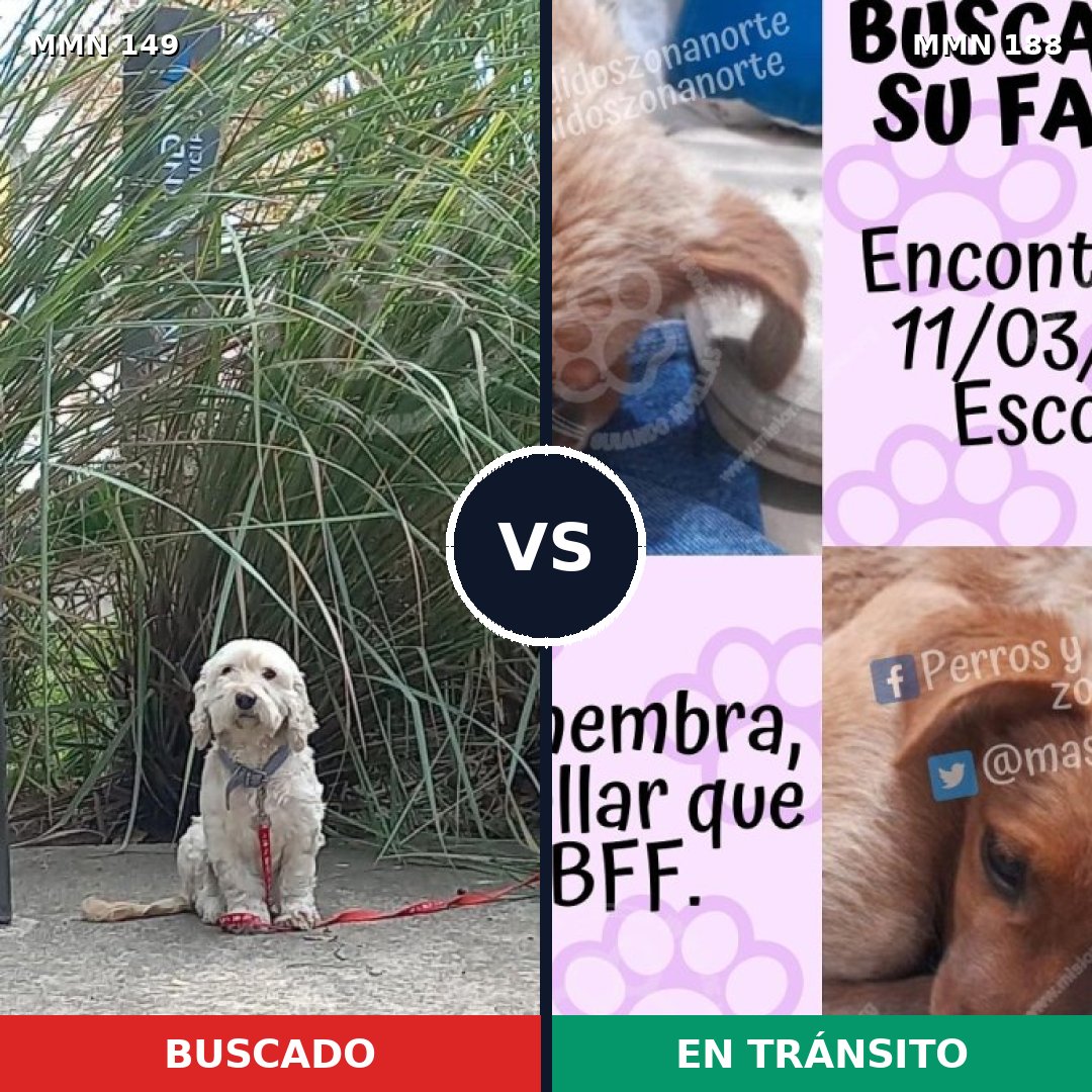 Comparativa MMS 3585: mascota perdida y mascota encontrada, 15% de similitud