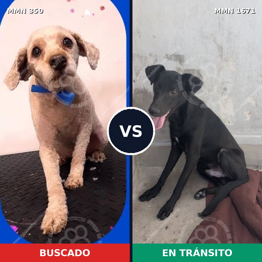 Comparativa MMS 35850: mascota perdida y mascota encontrada, 46% de similitud