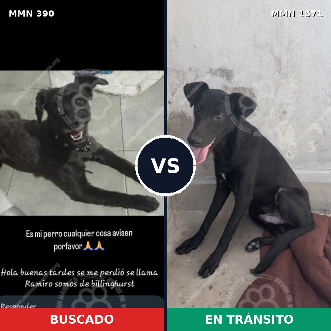 Comparativa MMS 35852: mascota perdida y mascota encontrada, 60% de similitud