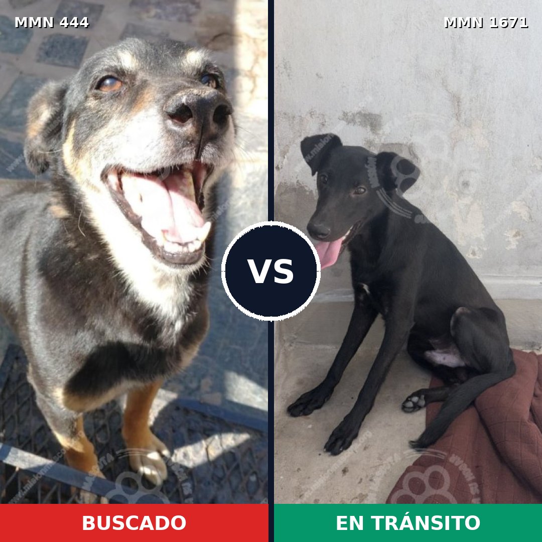 Comparativa MMS 35857: mascota perdida y mascota encontrada, 63% de similitud