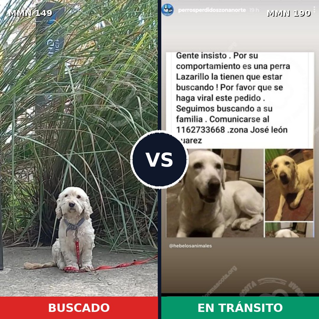 Comparativa MMS 3586: mascota perdida y mascota encontrada, 15% de similitud