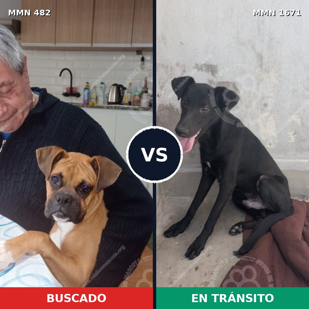 Comparativa MMS 35861: mascota perdida y mascota encontrada, 40% de similitud