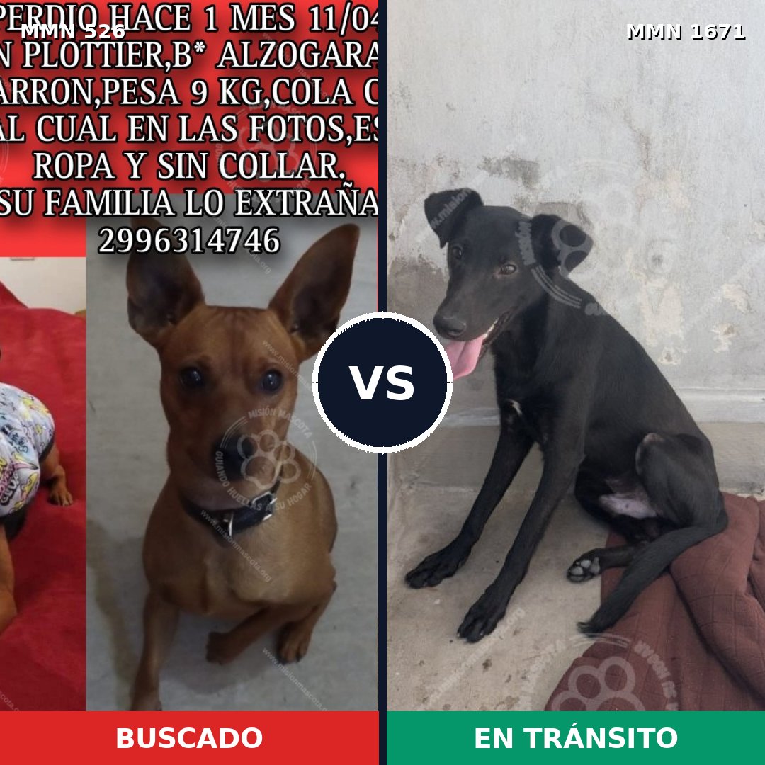 Comparativa MMS 35865: mascota perdida y mascota encontrada, 30% de similitud