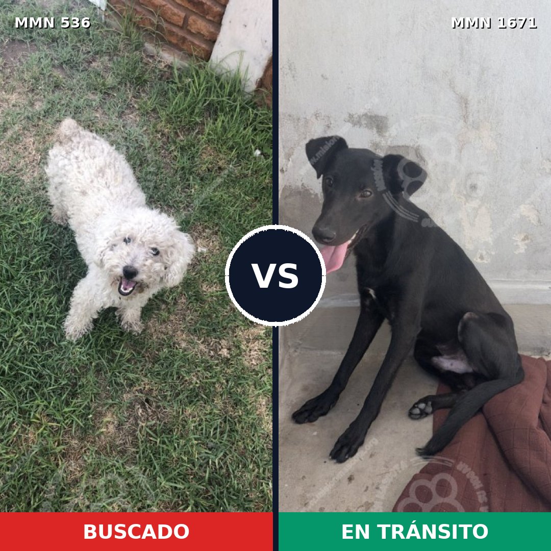 Comparativa MMS 35866: mascota perdida y mascota encontrada, 41% de similitud