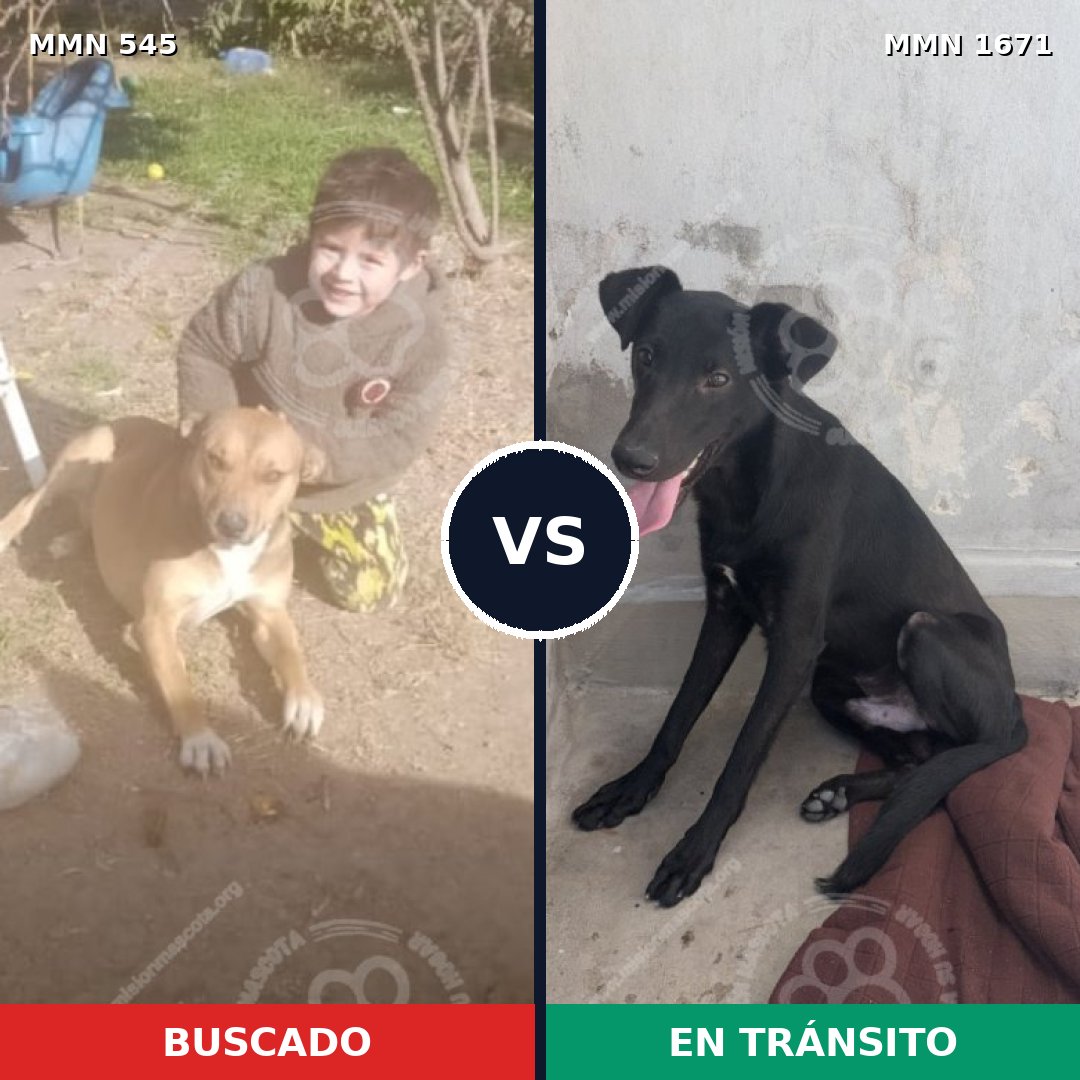Comparativa MMS 35867: mascota perdida y mascota encontrada, 53% de similitud