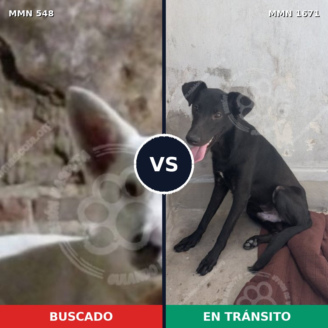 Comparativa MMS 35868: mascota perdida y mascota encontrada, 62% de similitud