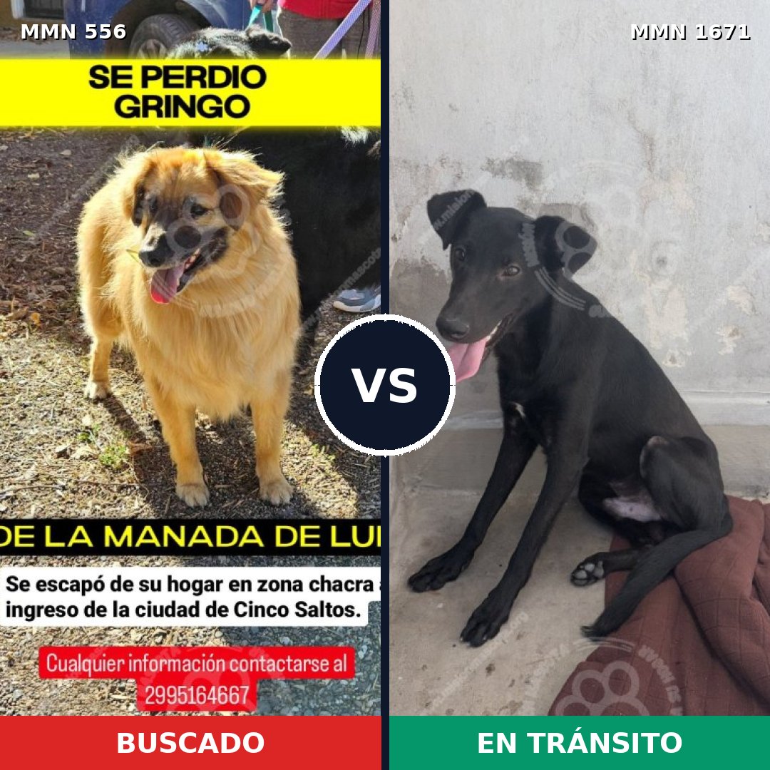 Comparativa MMS 35869: mascota perdida y mascota encontrada, 59% de similitud