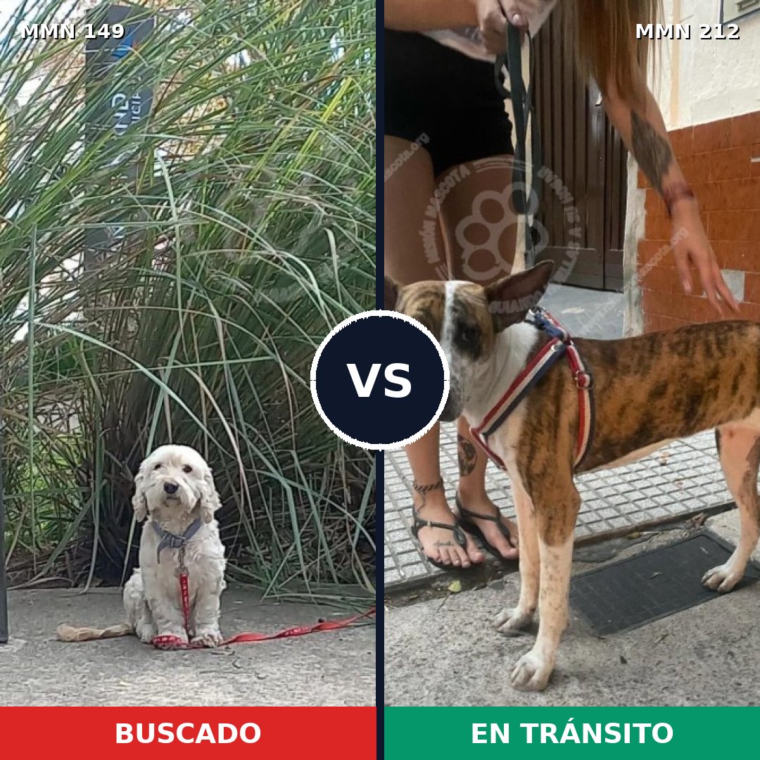 Comparativa MMS 3587: mascota perdida y mascota encontrada, 52% de similitud