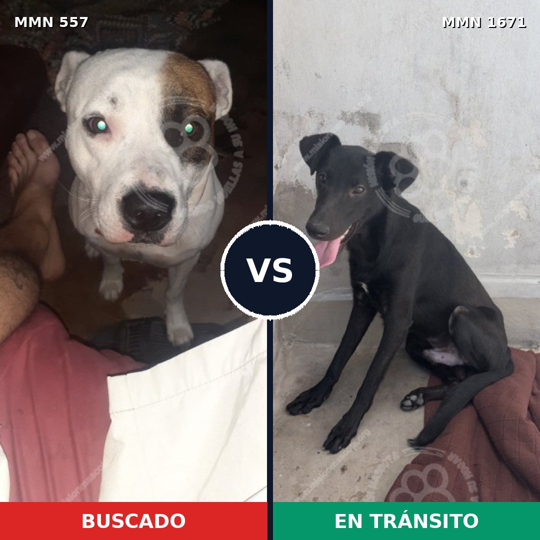 Comparativa MMS 35870: mascota perdida y mascota encontrada, 53% de similitud