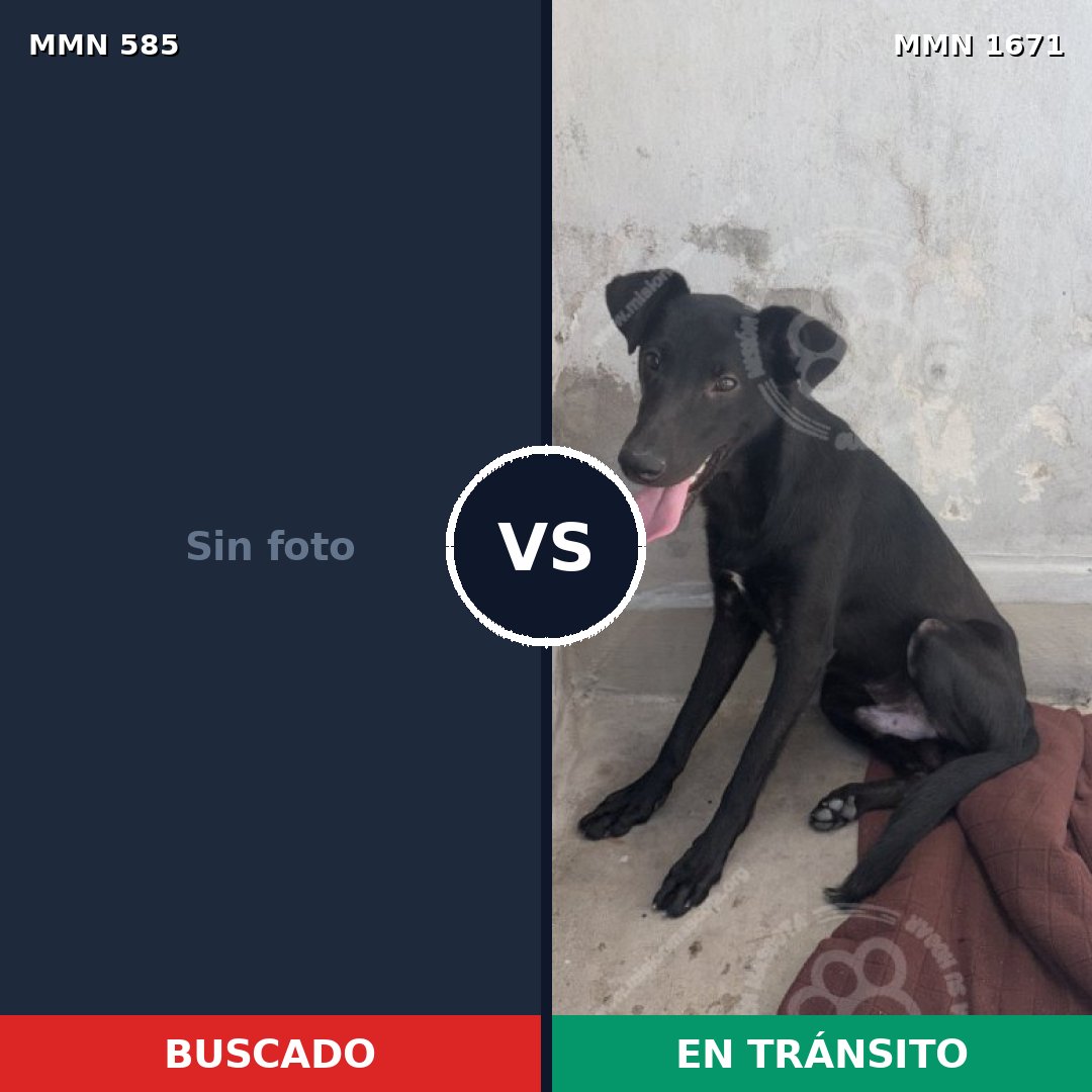 Comparativa MMS 35872: mascota perdida y mascota encontrada, 44% de similitud
