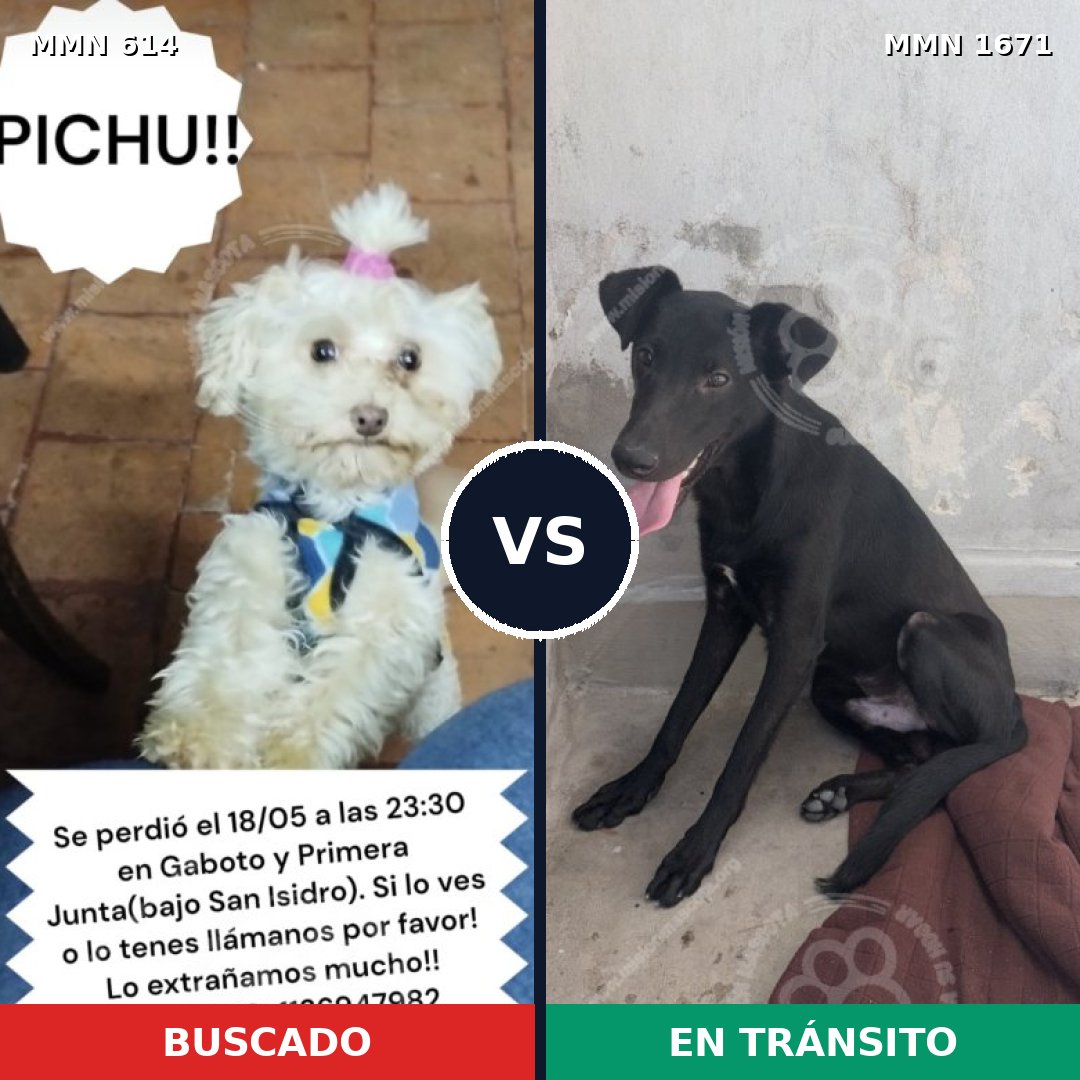 Comparativa MMS 35876: mascota perdida y mascota encontrada, 31% de similitud