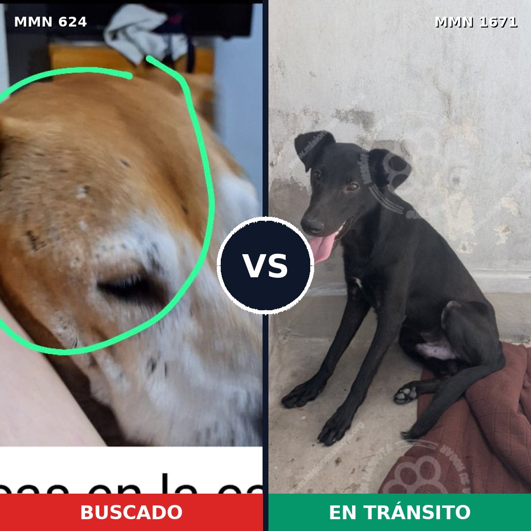 Comparativa MMS 35877: mascota perdida y mascota encontrada, 38% de similitud