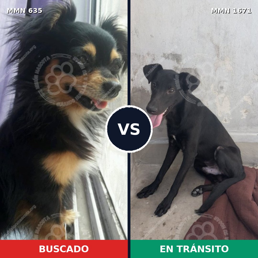 Comparativa MMS 35879: mascota perdida y mascota encontrada, 33% de similitud