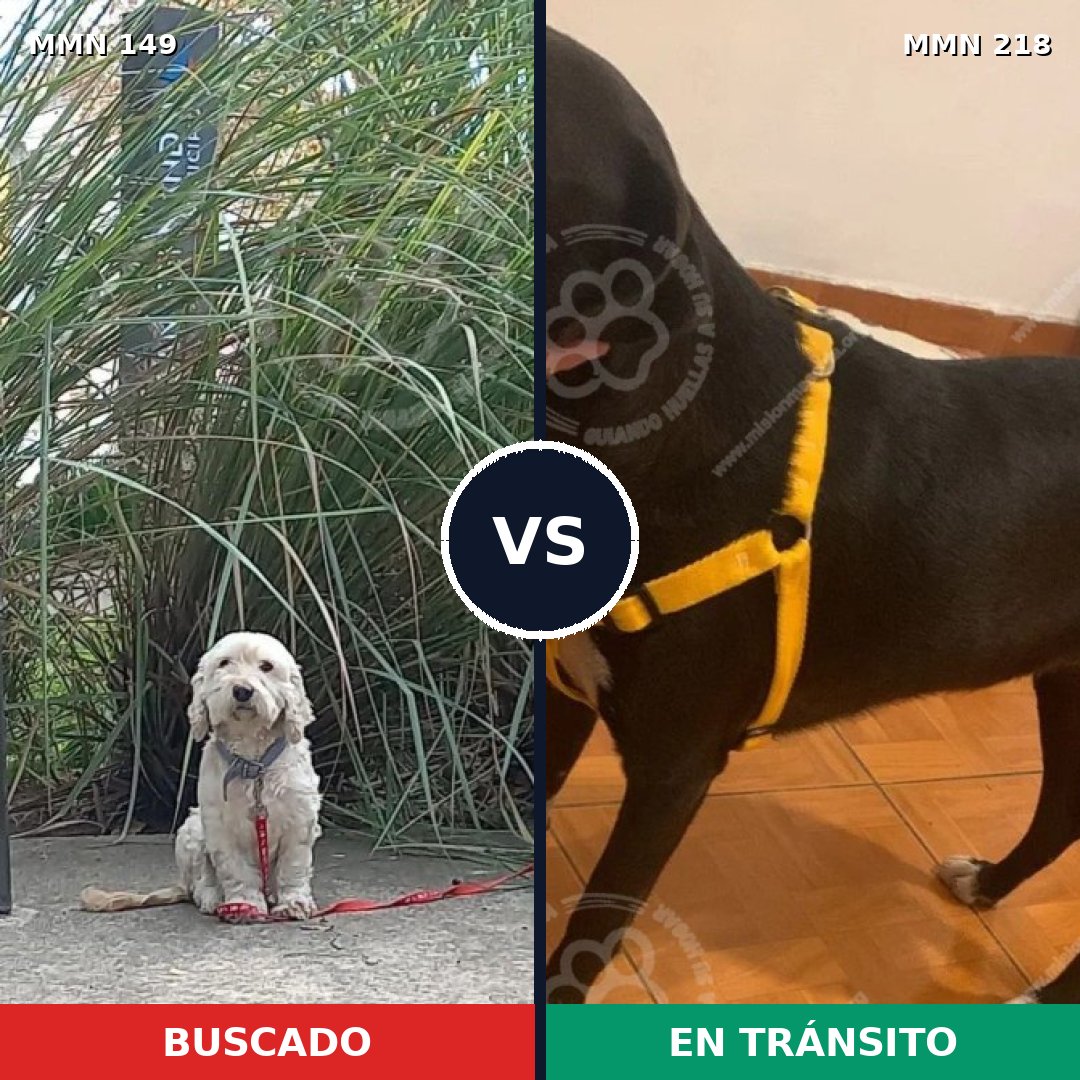 Comparativa MMS 3588: mascota perdida y mascota encontrada, 64% de similitud