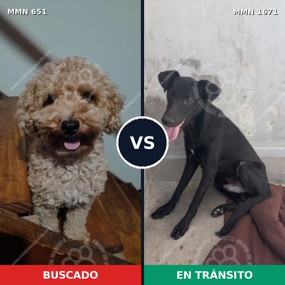 Comparativa MMS 35882: mascota perdida y mascota encontrada, 26% de similitud