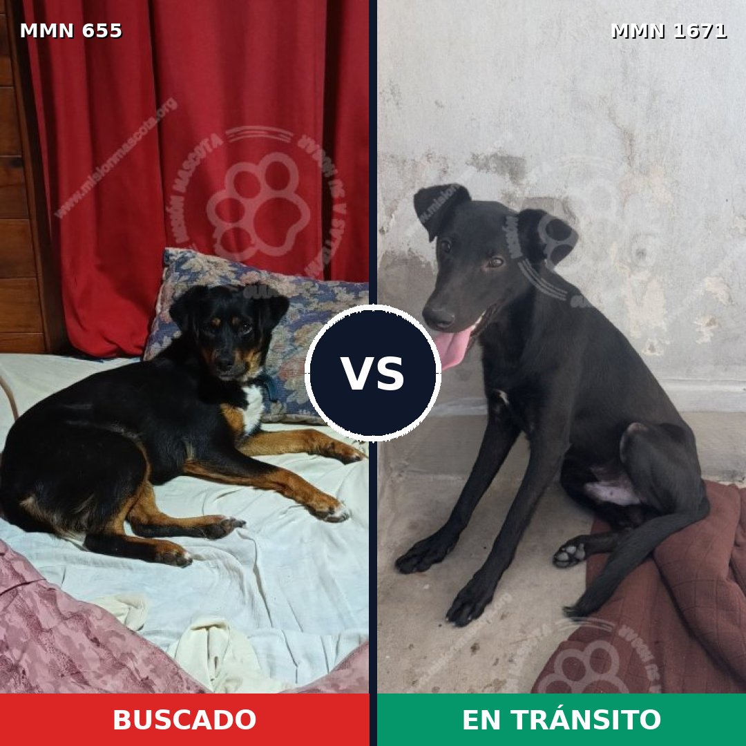 Comparativa MMS 35884: mascota perdida y mascota encontrada, 61% de similitud