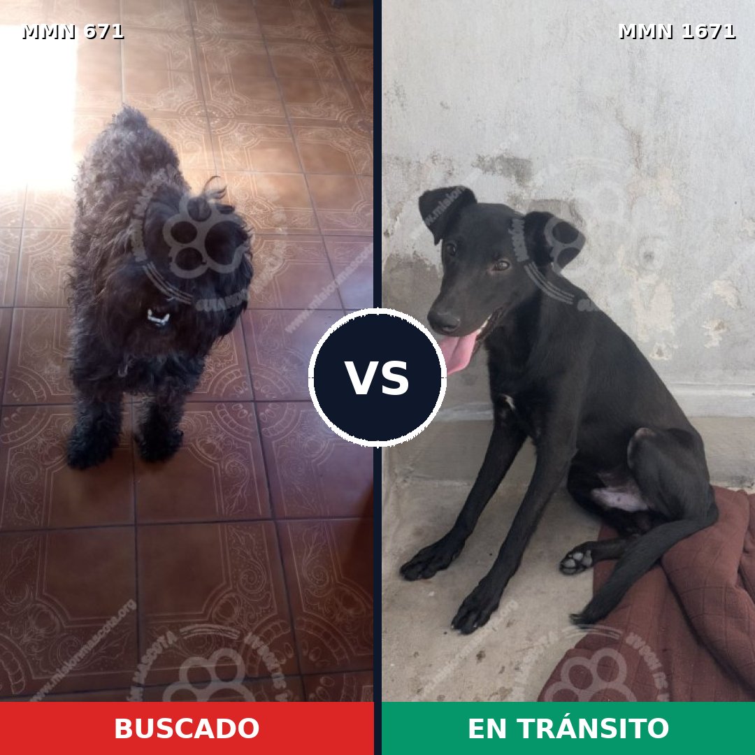 Comparativa MMS 35885: mascota perdida y mascota encontrada, 42% de similitud