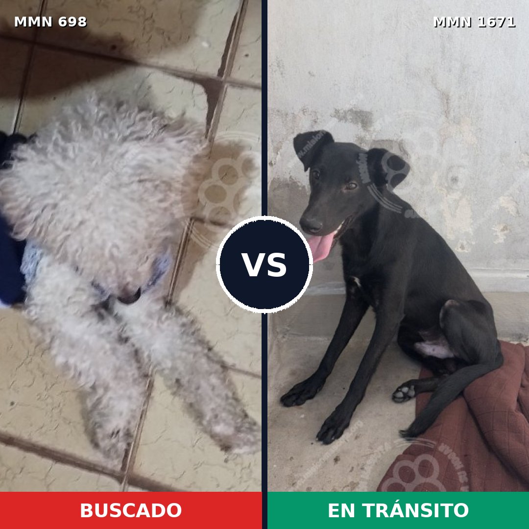 Comparativa MMS 35887: mascota perdida y mascota encontrada, 44% de similitud