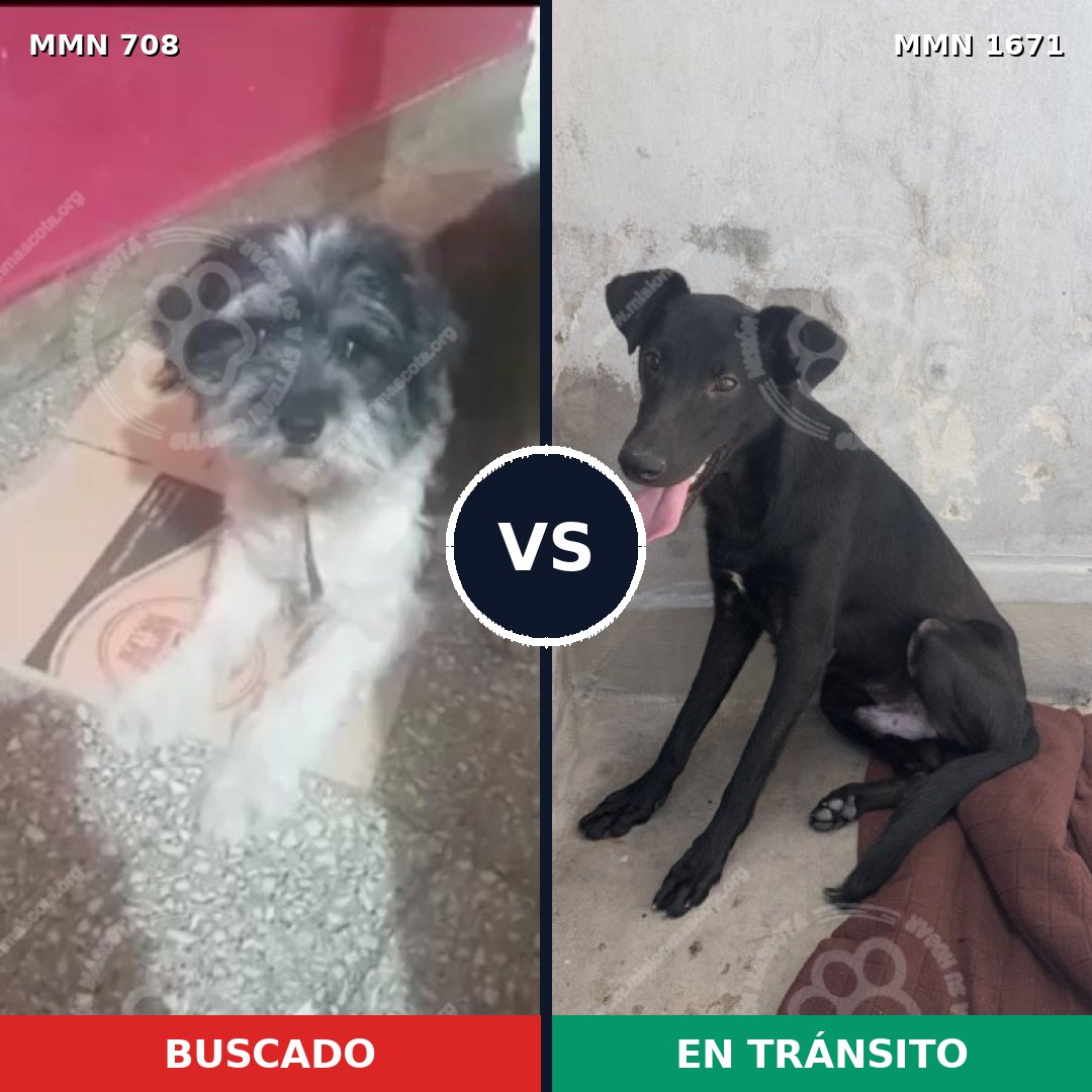 Comparativa MMS 35888: mascota perdida y mascota encontrada, 50% de similitud