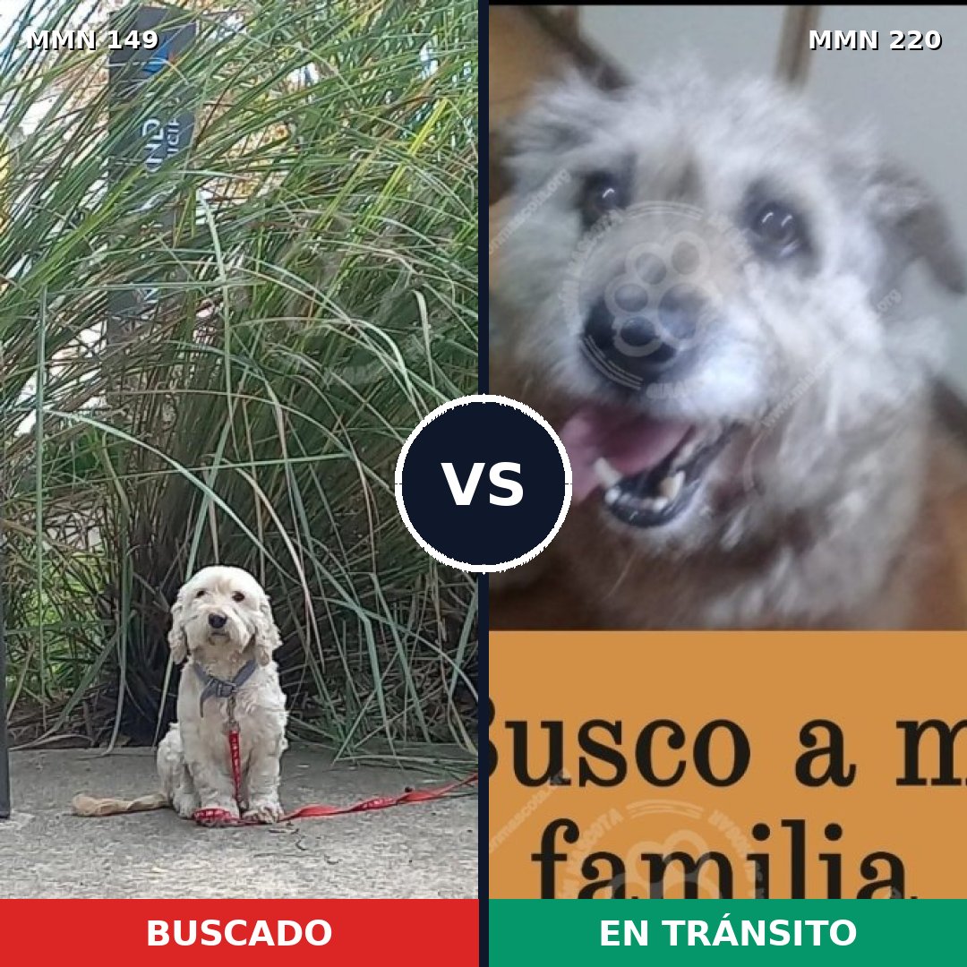 Comparativa MMS 3589: mascota perdida y mascota encontrada, 51% de similitud
