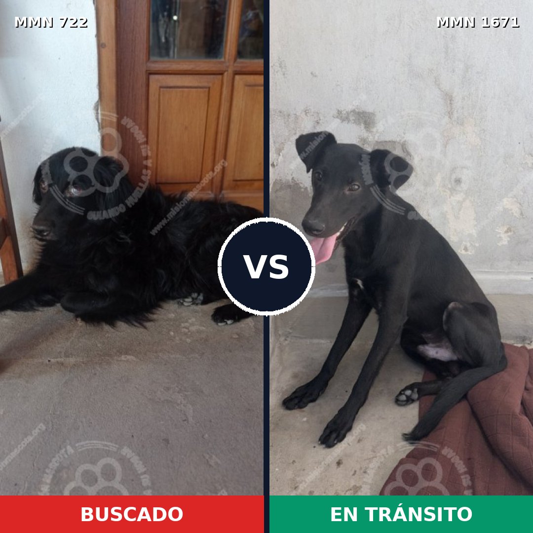 Comparativa MMS 35890: mascota perdida y mascota encontrada, 53% de similitud