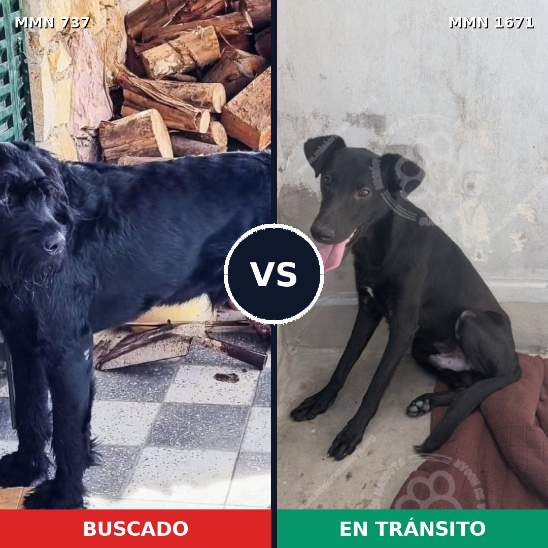 Comparativa MMS 35892: mascota perdida y mascota encontrada, 33% de similitud