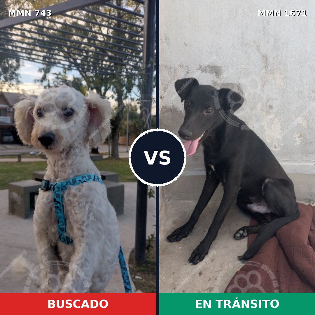 Comparativa MMS 35894: mascota perdida y mascota encontrada, 53% de similitud