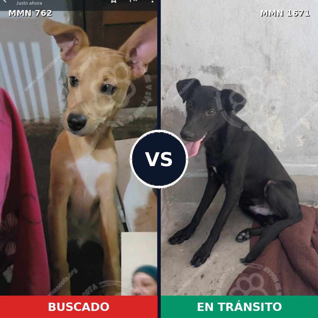 Comparativa MMS 35896: mascota perdida y mascota encontrada, 72% de similitud