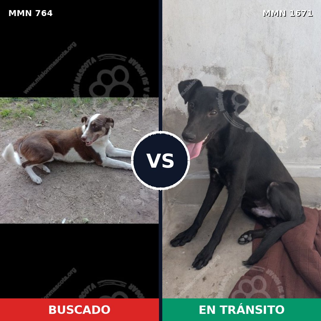 Comparativa MMS 35898: mascota perdida y mascota encontrada, 42% de similitud
