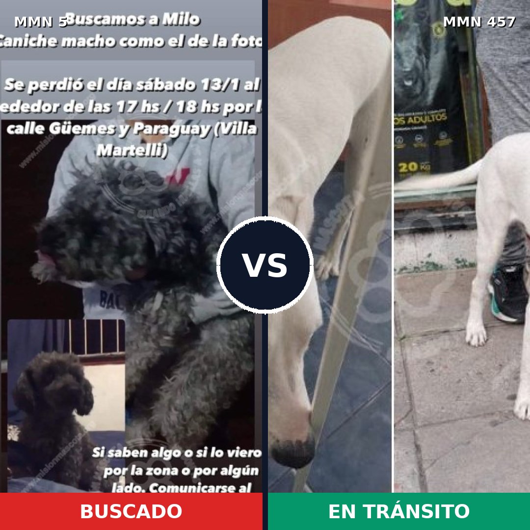 Comparativa MMS 359: mascota perdida y mascota encontrada, 28% de similitud