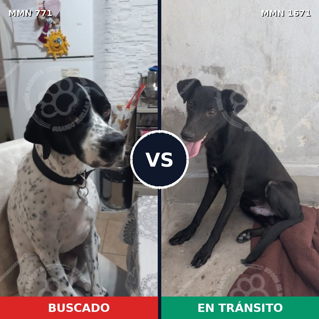 Comparativa MMS 35900: mascota perdida y mascota encontrada, 52% de similitud