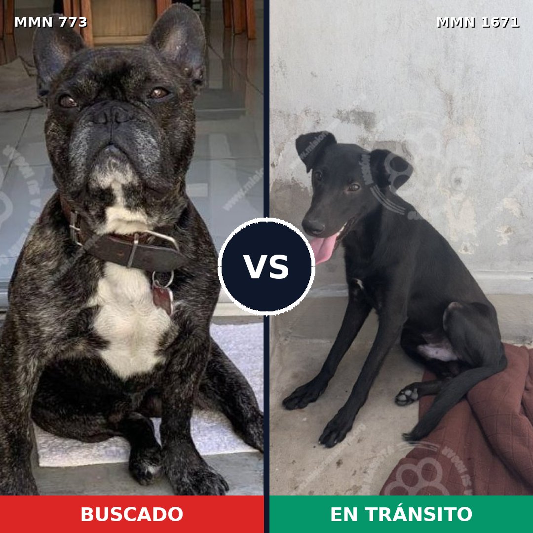 Comparativa MMS 35901: mascota perdida y mascota encontrada, 53% de similitud
