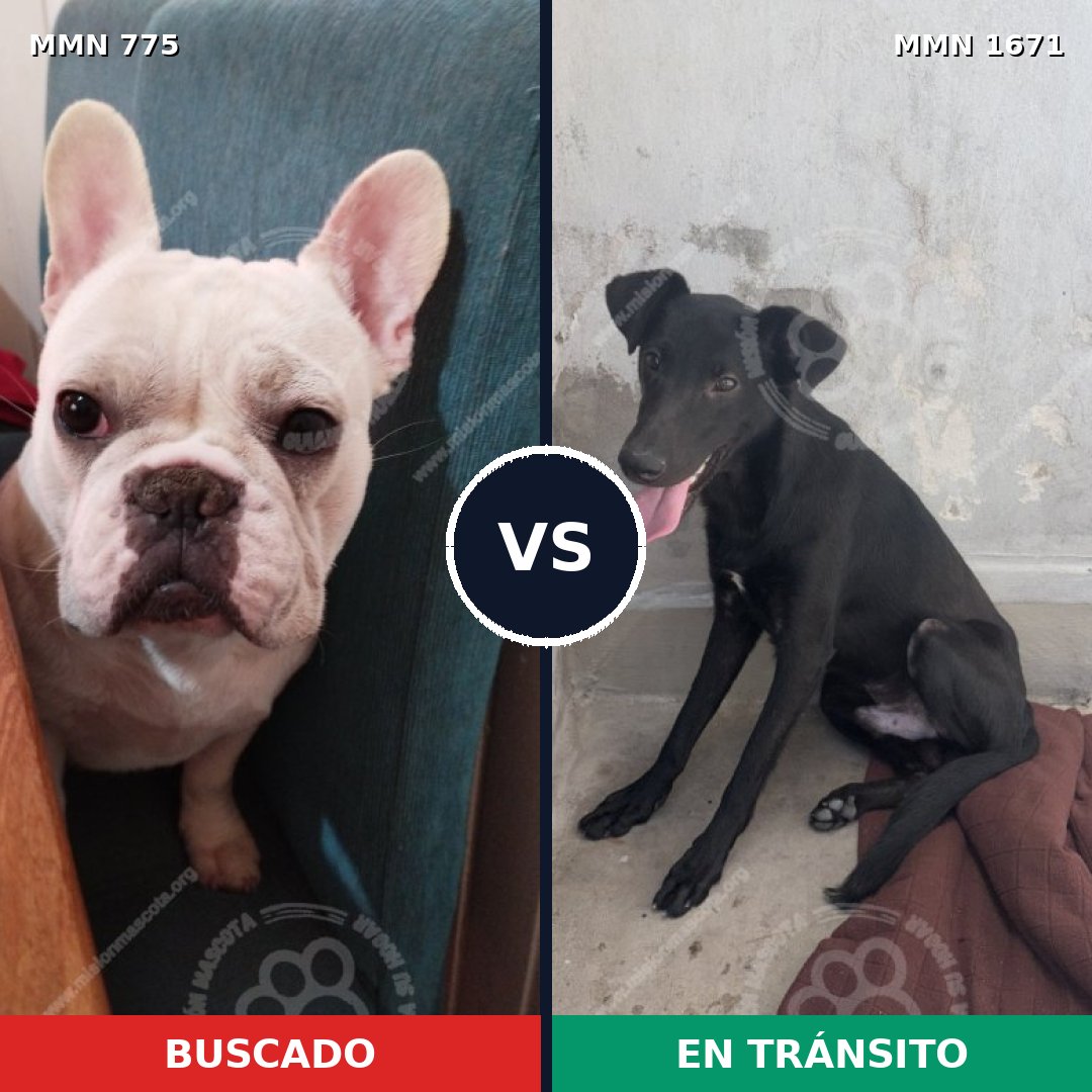 Comparativa MMS 35902: mascota perdida y mascota encontrada, 45% de similitud