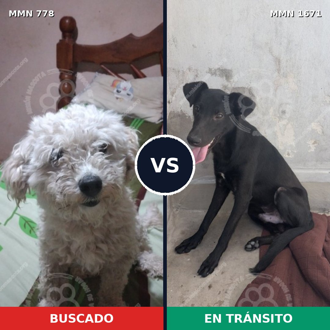 Comparativa MMS 35903: mascota perdida y mascota encontrada, 43% de similitud