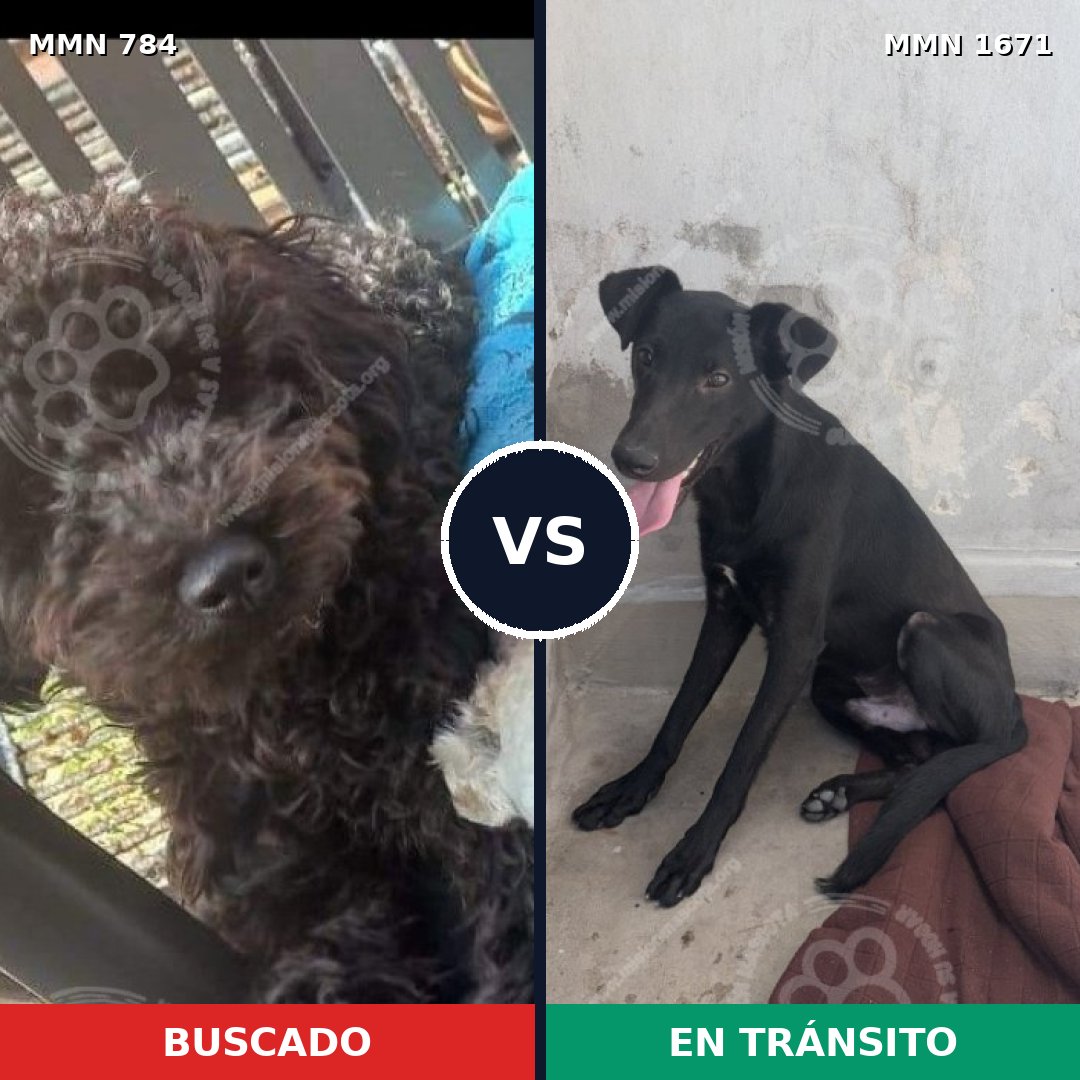 Comparativa MMS 35904: mascota perdida y mascota encontrada, 52% de similitud