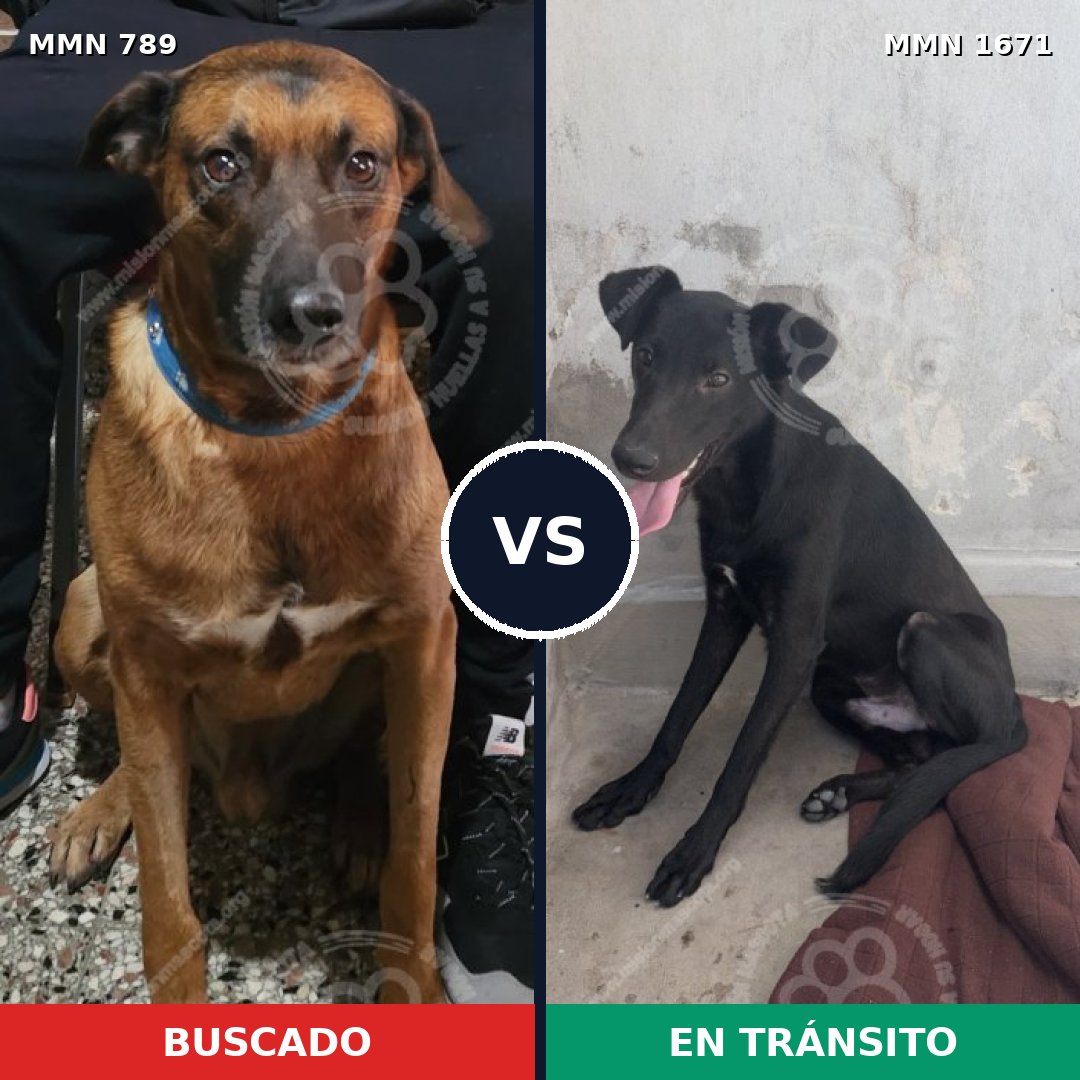 Comparativa MMS 35905: mascota perdida y mascota encontrada, 69% de similitud