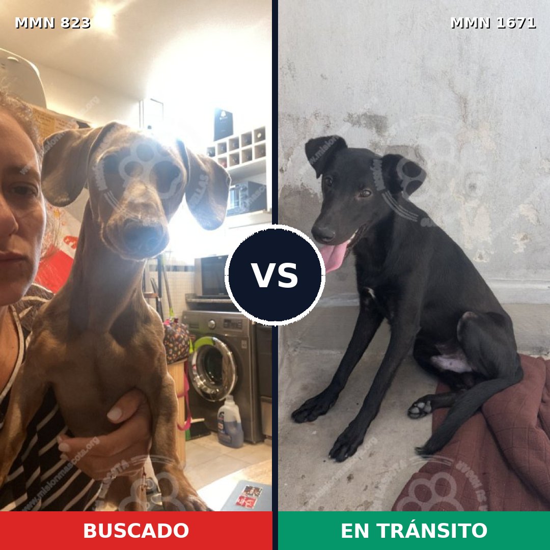 Comparativa MMS 35909: mascota perdida y mascota encontrada, 35% de similitud
