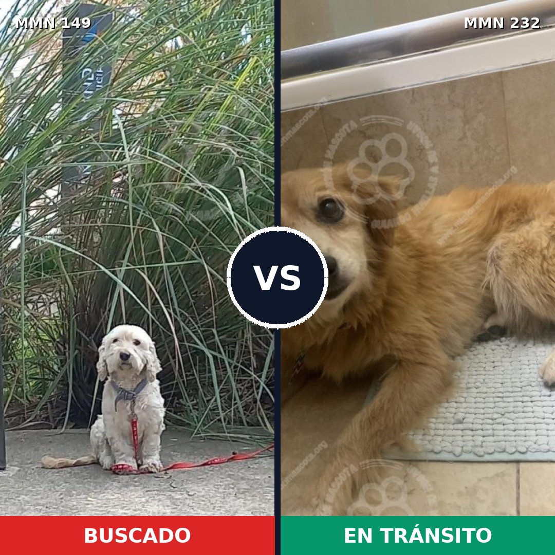 Comparativa MMS 3591: mascota perdida y mascota encontrada, 30% de similitud