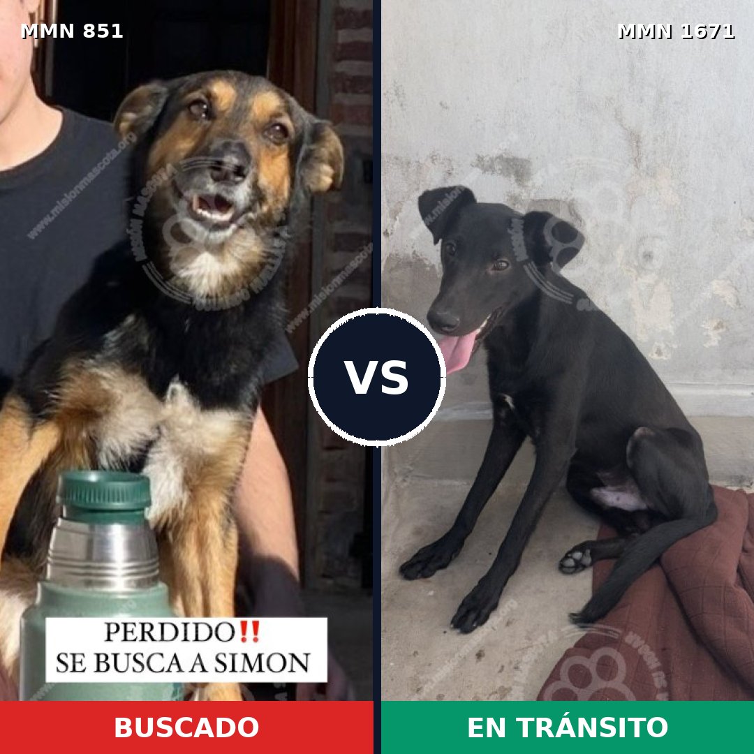 Comparativa MMS 35911: mascota perdida y mascota encontrada, 84% de similitud