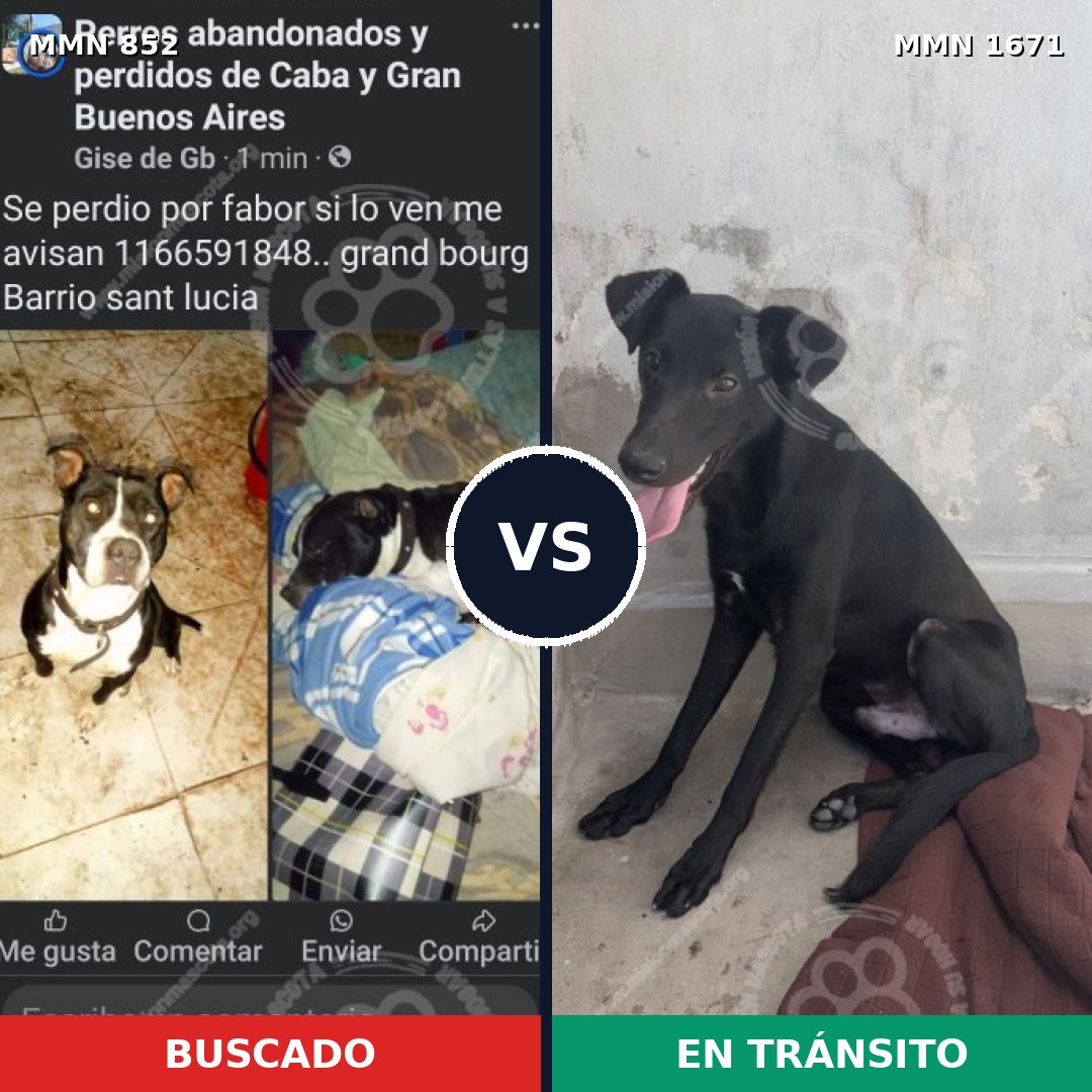 Comparativa MMS 35912: mascota perdida y mascota encontrada, 51% de similitud