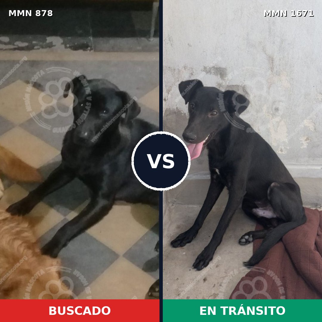 Comparativa MMS 35914: mascota perdida y mascota encontrada, 61% de similitud