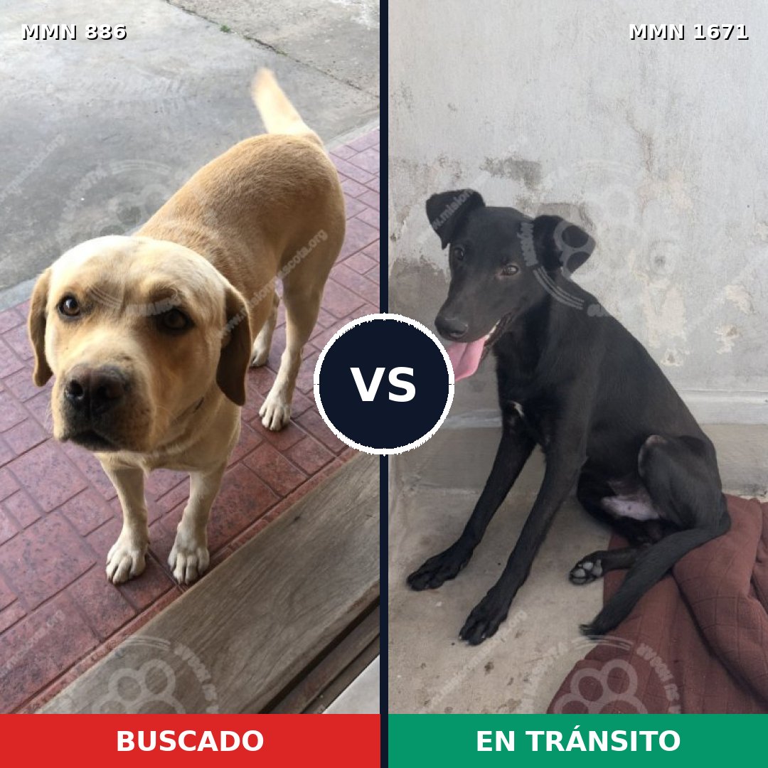 Comparativa MMS 35915: mascota perdida y mascota encontrada, 44% de similitud