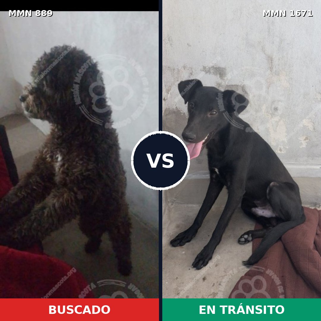 Comparativa MMS 35916: mascota perdida y mascota encontrada, 49% de similitud