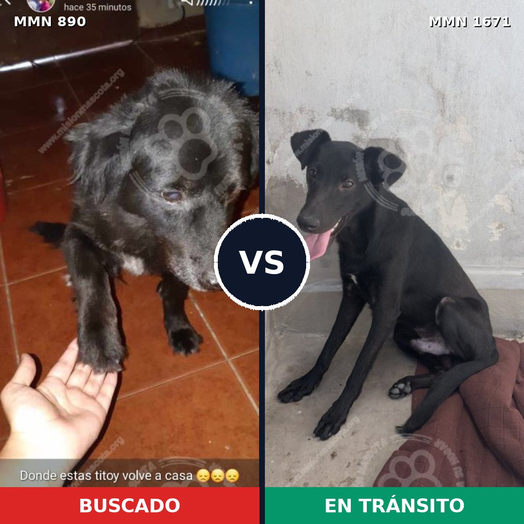 Comparativa MMS 35917: mascota perdida y mascota encontrada, 54% de similitud