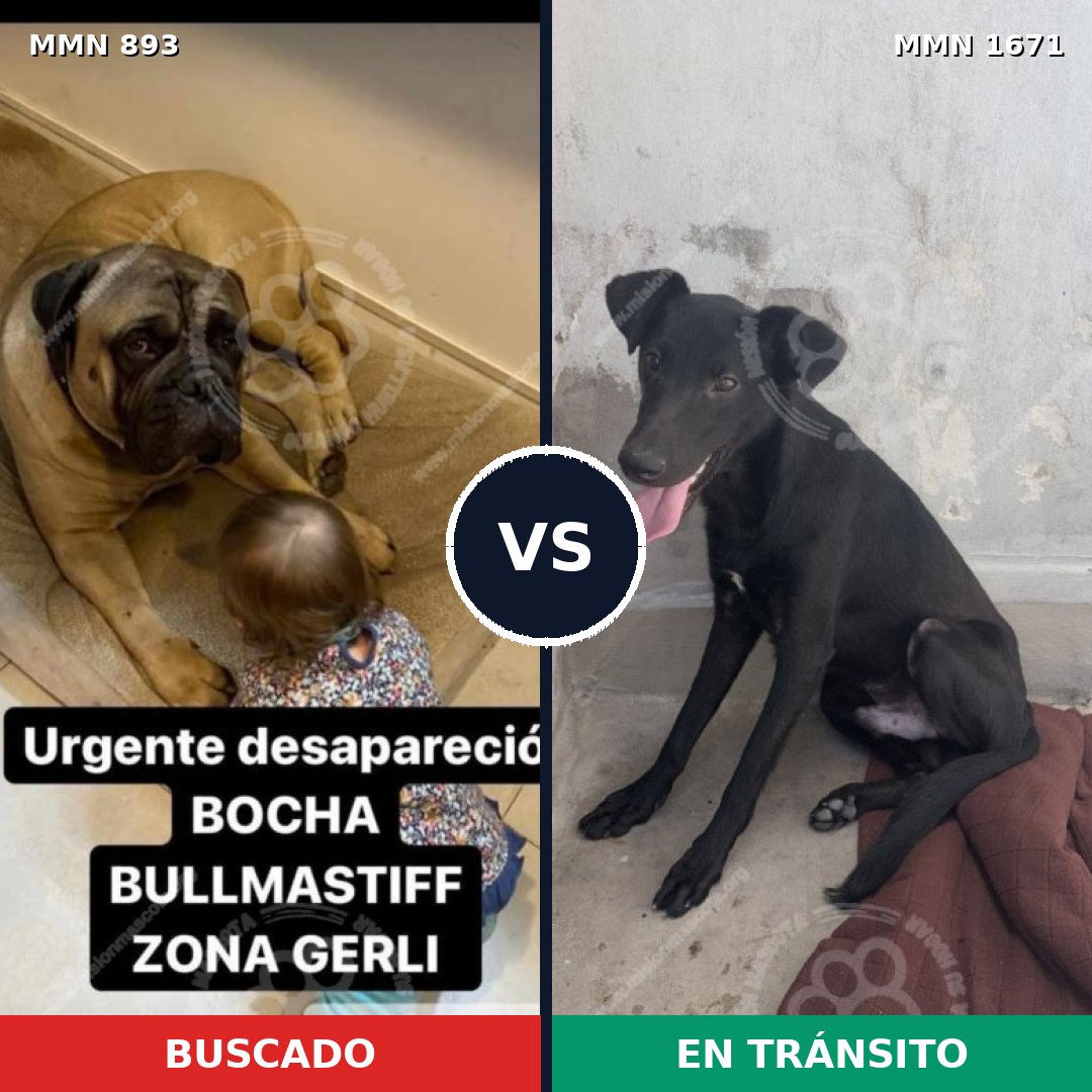Comparativa MMS 35918: mascota perdida y mascota encontrada, 33% de similitud