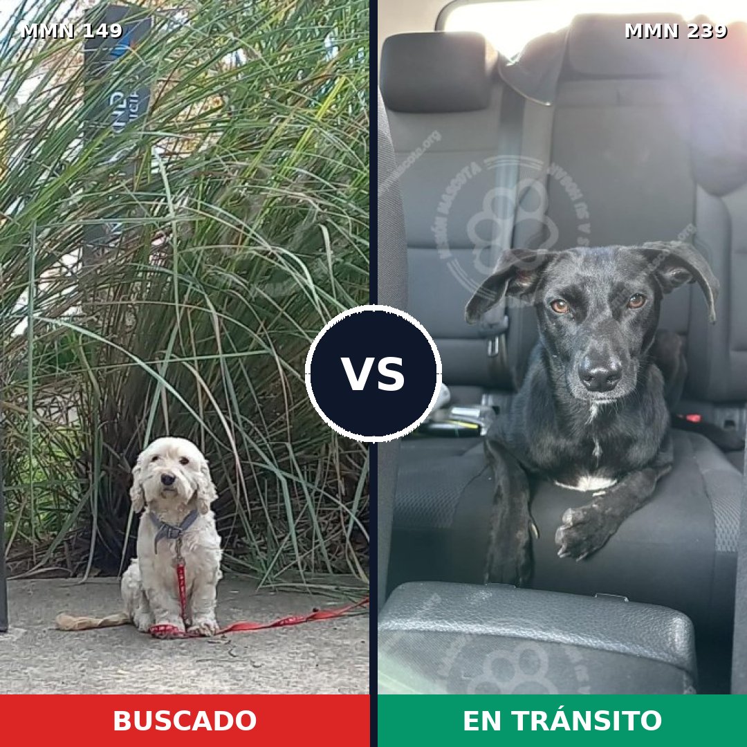 Comparativa MMS 3592: mascota perdida y mascota encontrada, 63% de similitud
