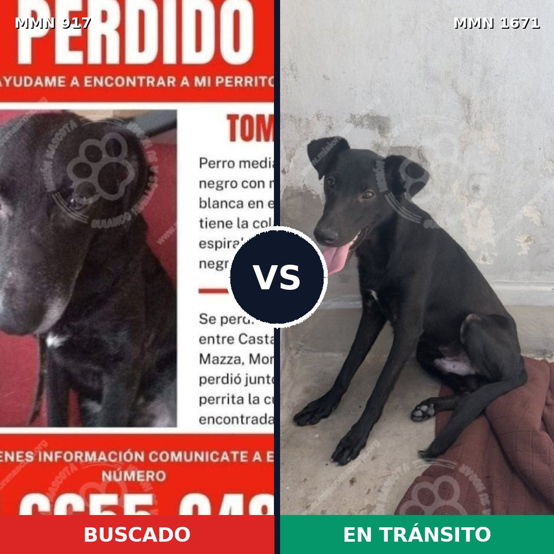 Comparativa MMS 35920: mascota perdida y mascota encontrada, 63% de similitud